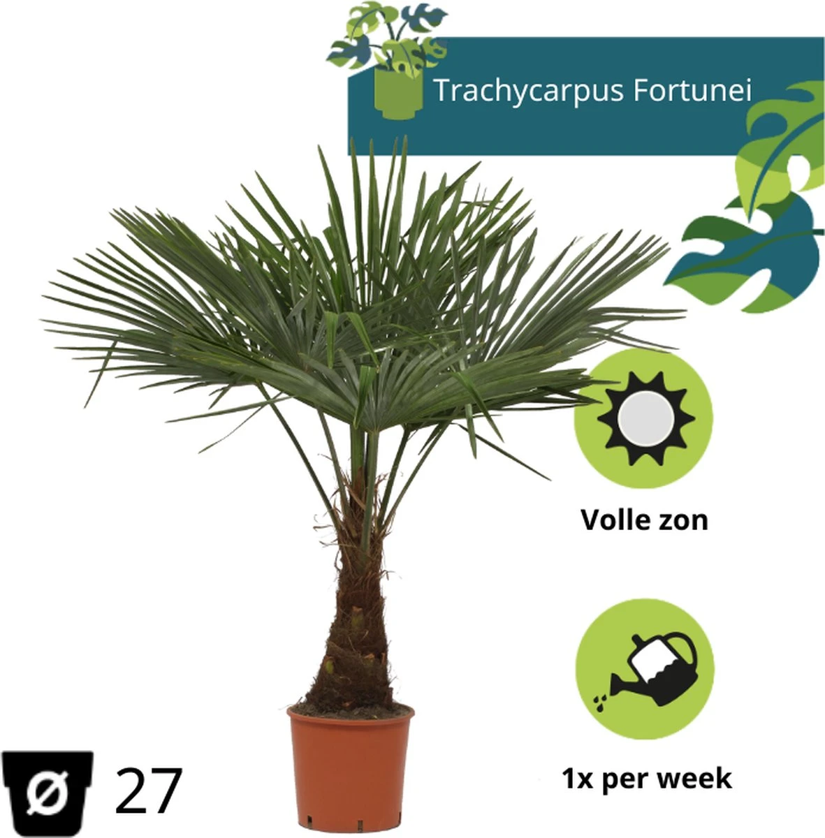 Winterharde Plamboom - Trachycarpus Fortunei 130cm - Afbeelding 6