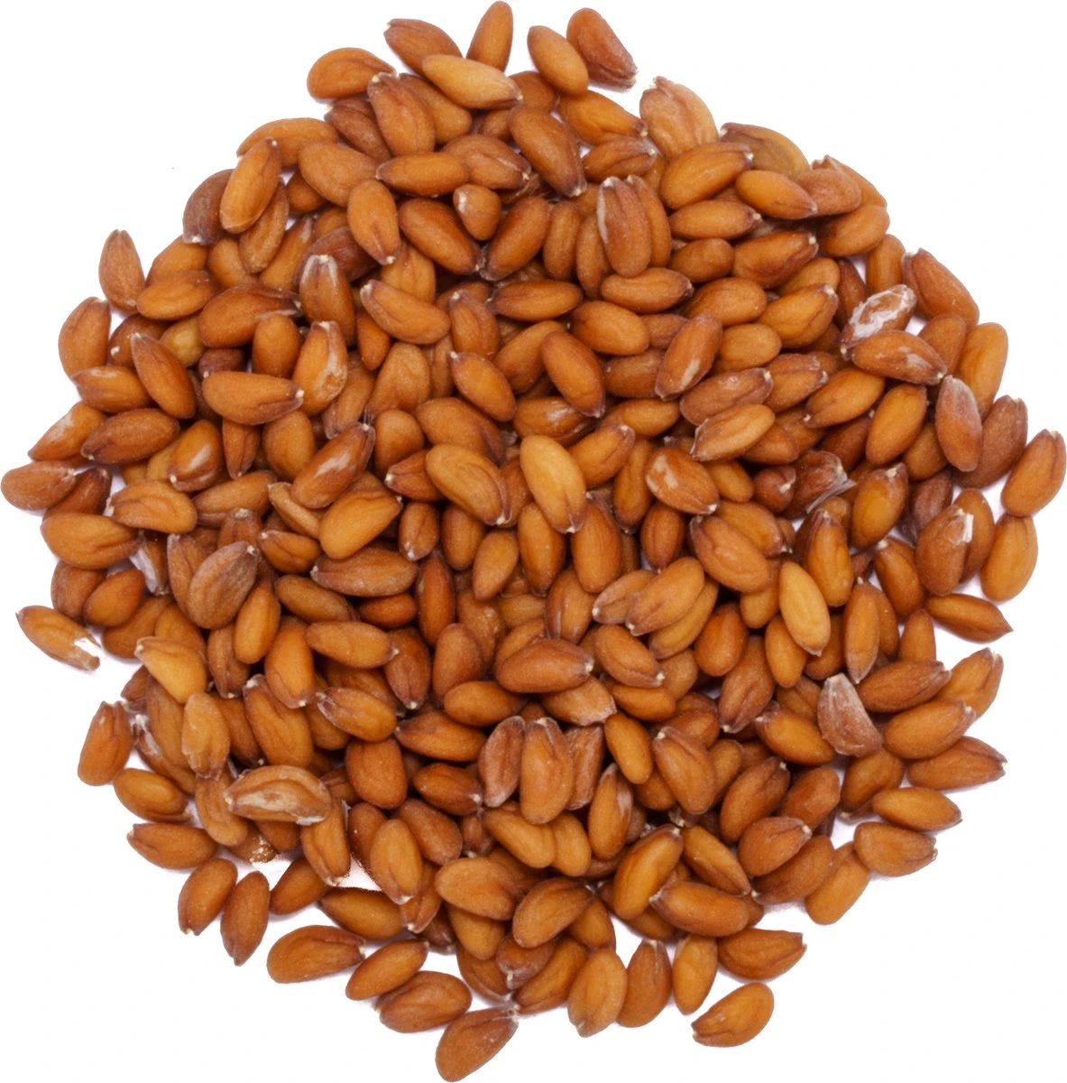 Into The Cycle Tuinkers Kiemzaden Biologisch 25 Gram Zakje NL-BIO-01 - Afbeelding 2