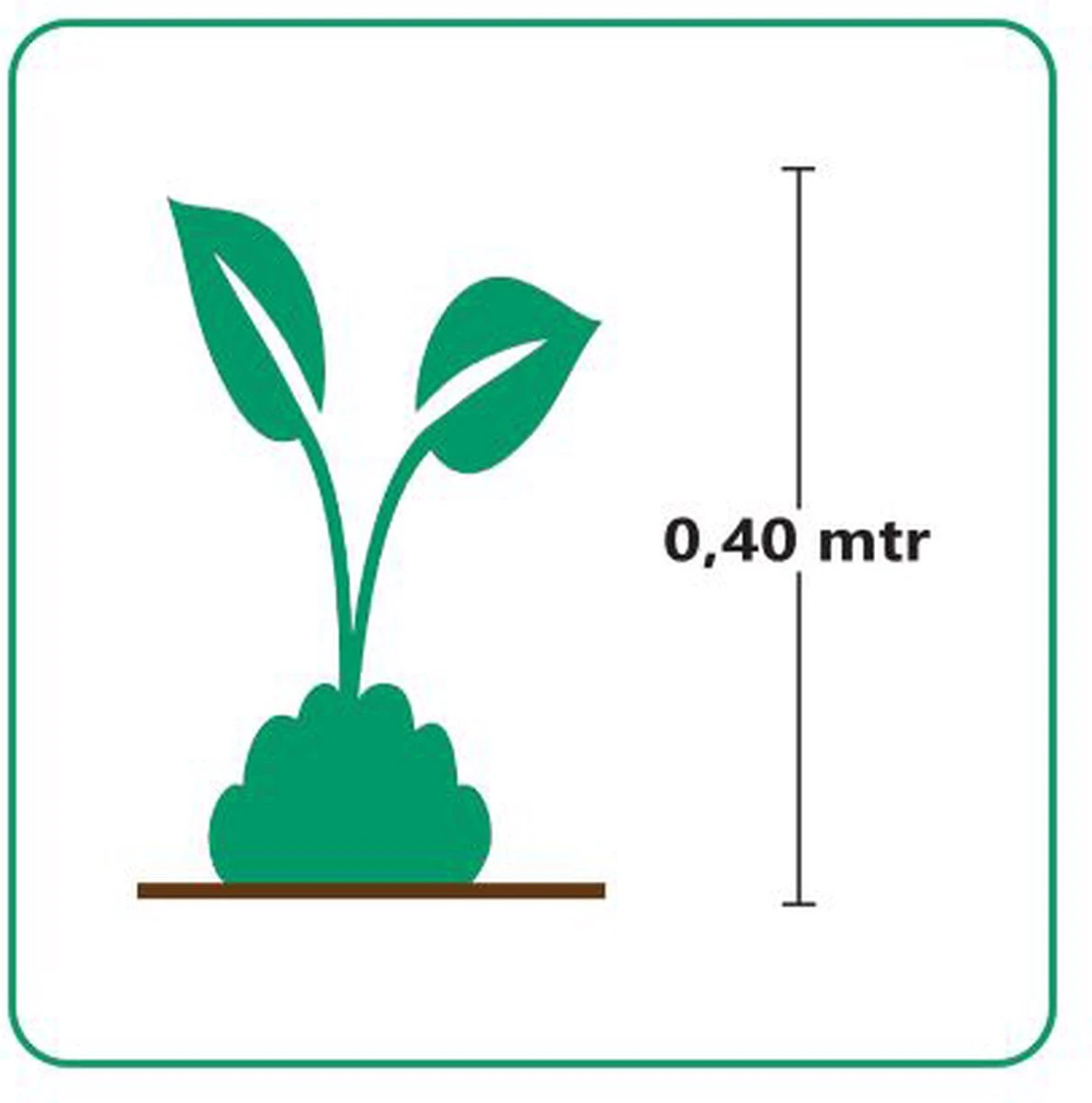 GP 12 X Japans Bloedgras - Siergras - Tuinplanten Winterhard - Vaste Planten - Imperata Red Baron - In 9x9cm Pot Met Hoogte 5-10cm - Afbeelding 6