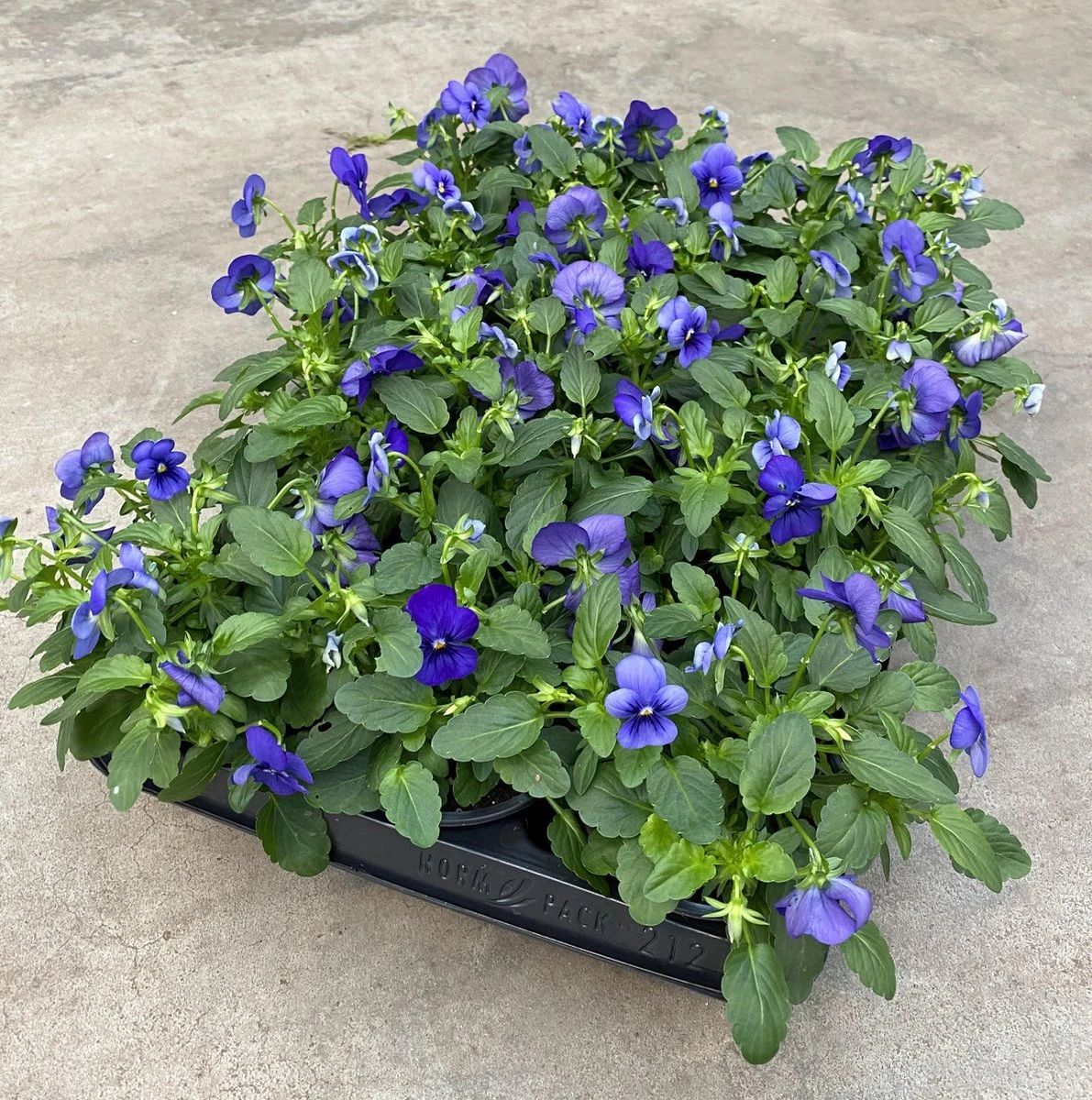 Merkloos Viooltje Grootbloemig Mix 12 Stuks - Afbeelding 8