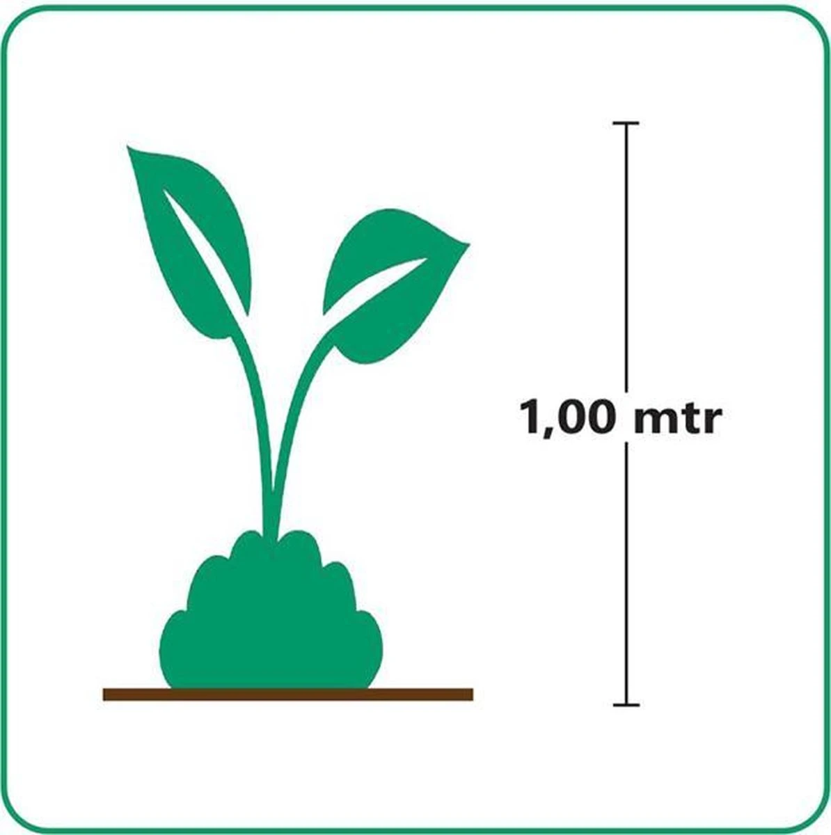 GP 12 X Perovskia Blue Spire - Reuzenlavendel In 9x9cm Pot Met Hoogte 0-10cm - Afbeelding 2