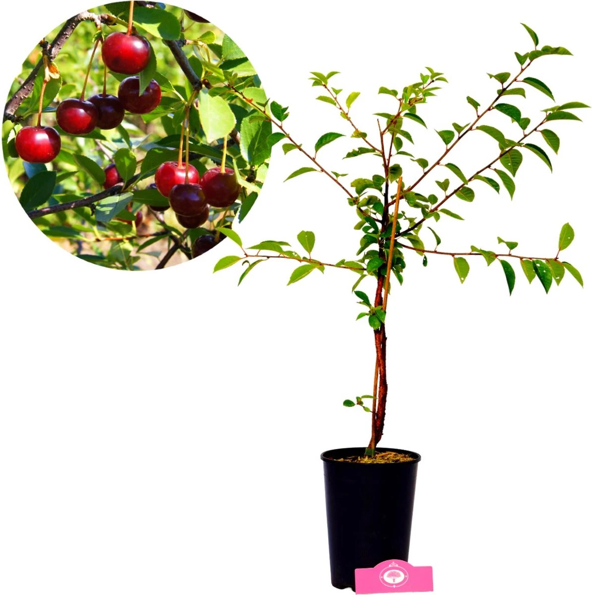 Voedselbos Pakket - 20 Fruitplanten - Op 25m2 Wildplukken! - Permacultuur - Moestuin - Voordeelpakket - Afbeelding 6