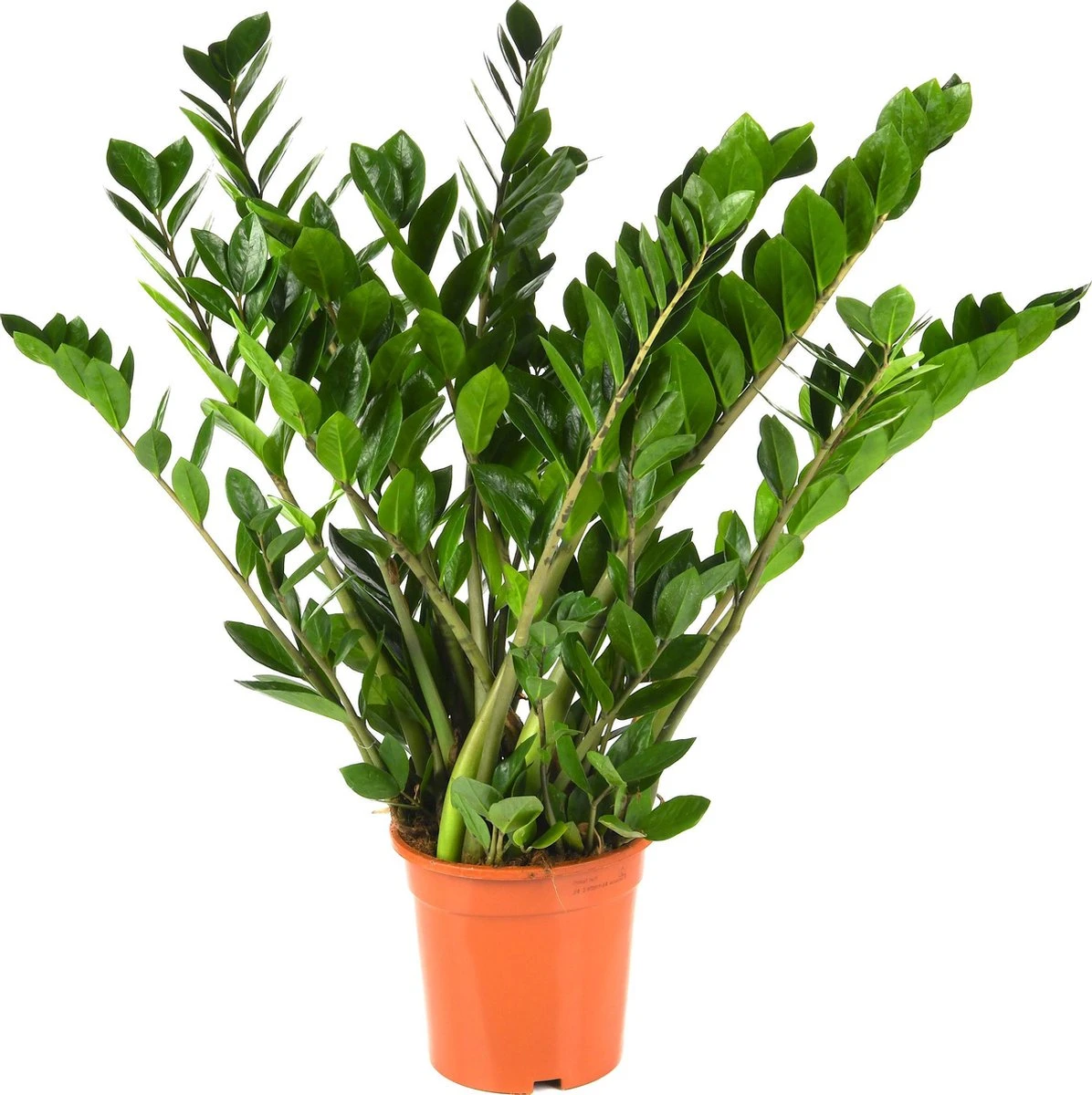 Zamioculcas Zamiifolia | Groene Kamerplant | Palm | Pot 21cm | Hoogte 75 Cm | Geleverd In Kwekerspot - Afbeelding 6