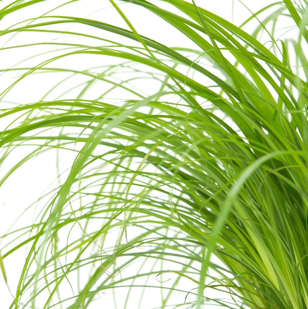 Merkloos ZynesFlora - Cyperus - Kattengras - 2 Stuks - Ø 12 Cm - Hoogte: 25-30 Cm - Kamerplant - Afbeelding 6