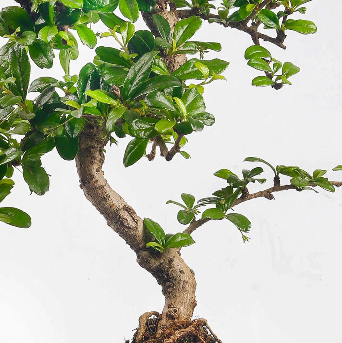 Bonsaiworld Bonsai Boompje - 8 Jaar Oud - Hoogte 25-30 Cm + Bonsai Verzorgingsboekje - Afbeelding 4