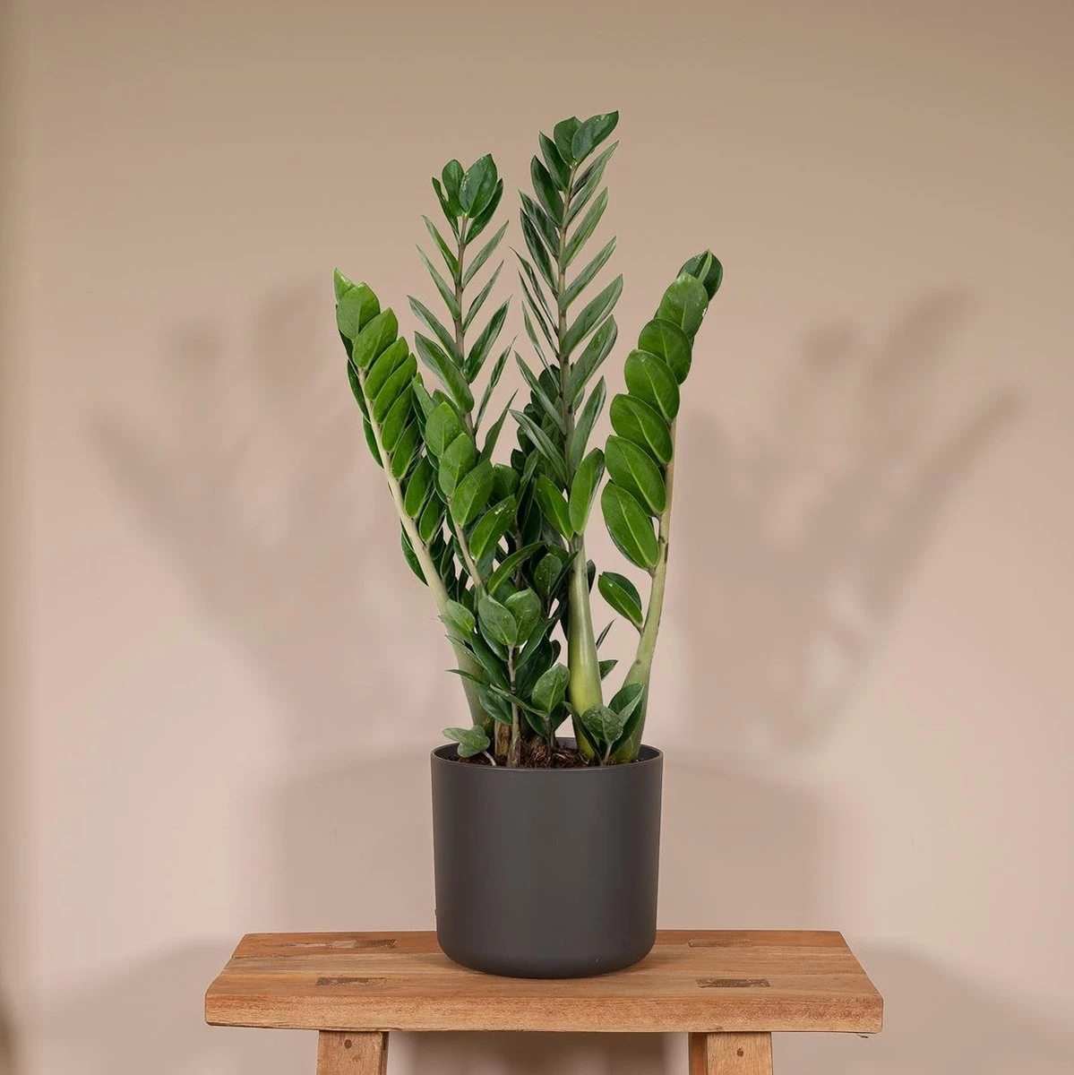 Zamioculcas Zamiifolia - Emerald Palm - 50cm - Afbeelding 3