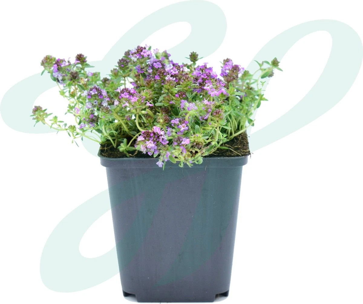 GP 12 X Kruipend Tijm / Kruiptijm - Winterharde Tuinplanten - Thymus Praecox 'Purple Beauty' In 9x9cm Pot Met Hoogte 5-10cm - Afbeelding 4
