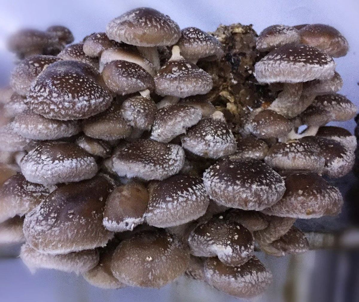 ToshiFarm Broed Voor Shiitake - 50 Gram - Zelf Shiitake Kweken - Broed Voor Shiitake Kweekset - Paddenstoel Sporen - Afbeelding 8