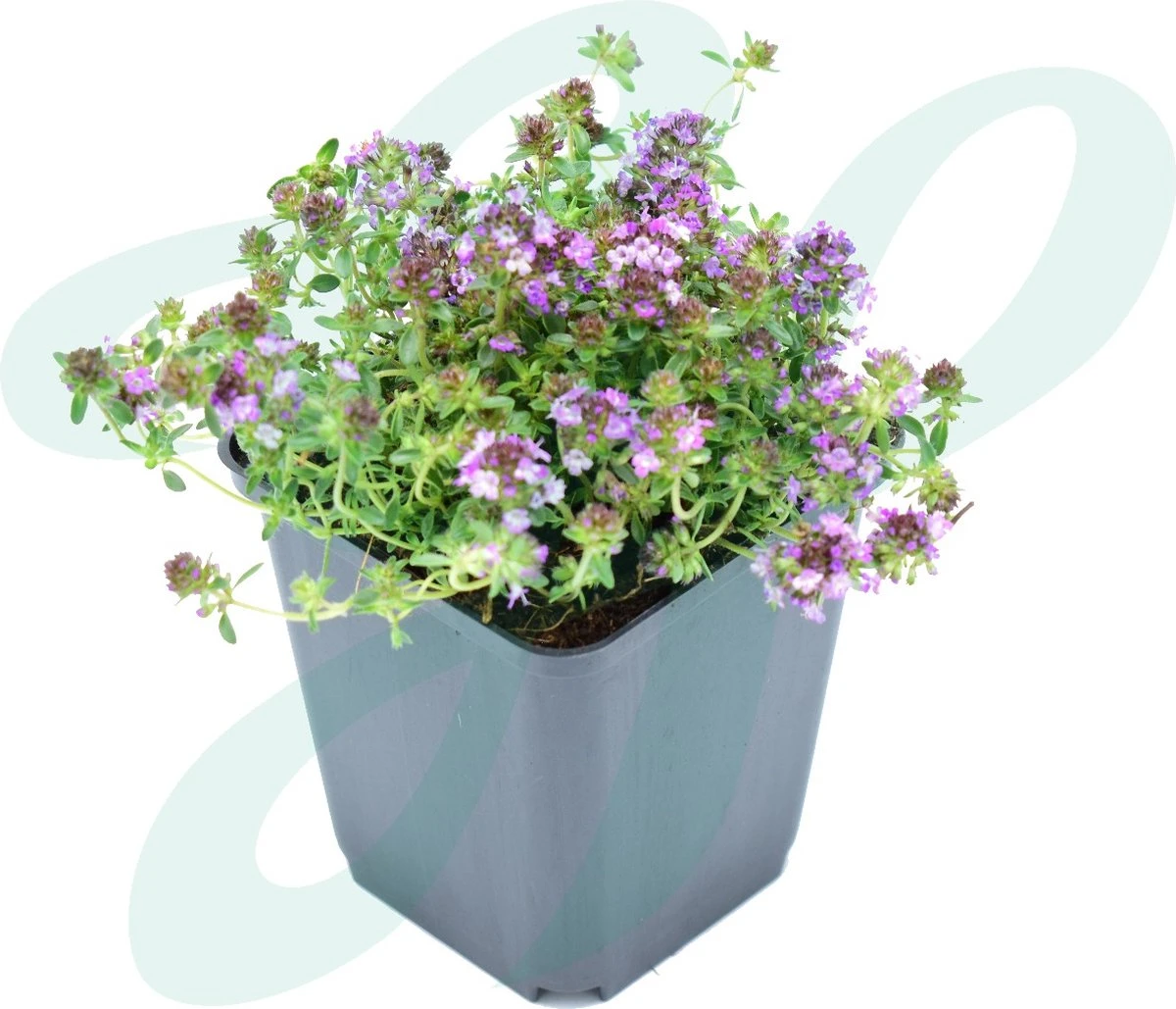 GP 12 X Kruipend Tijm / Kruiptijm - Winterharde Tuinplanten - Thymus Praecox 'Purple Beauty' In 9x9cm Pot Met Hoogte 5-10cm - Afbeelding 3