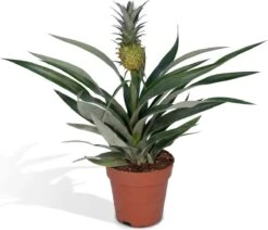 Bromelia - Ananasplant - 30cm