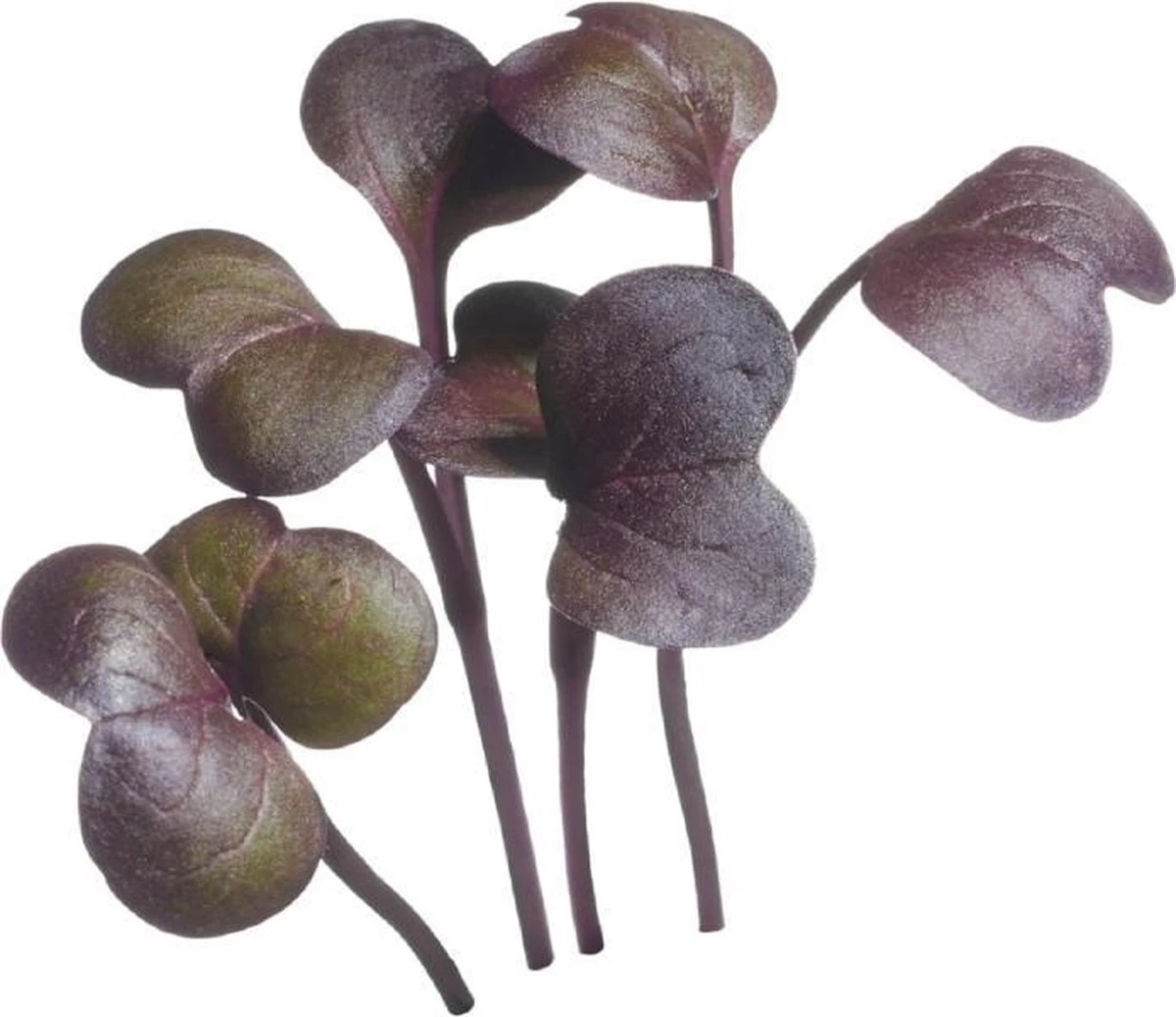 Buzzy® Microgreens, Radijs Rode Daikon - Afbeelding 3