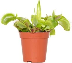 Kleine Vleesetende Plant | Dionaea Per Stuk - Binnen- En Buitenplant In Kwekerspot ⌀6 Cm - ↕10 Cm