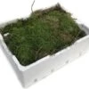 Merkloos 4 Lagen Vers Mos (Platmos) - Leuk Voor Decoratie - In Kist (40x30cm)