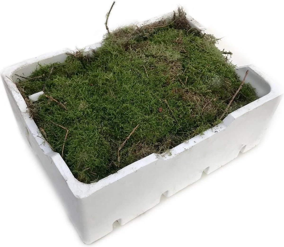 Merkloos 4 Lagen Vers Mos (Platmos) - Leuk Voor Decoratie - In Kist (40x30cm)