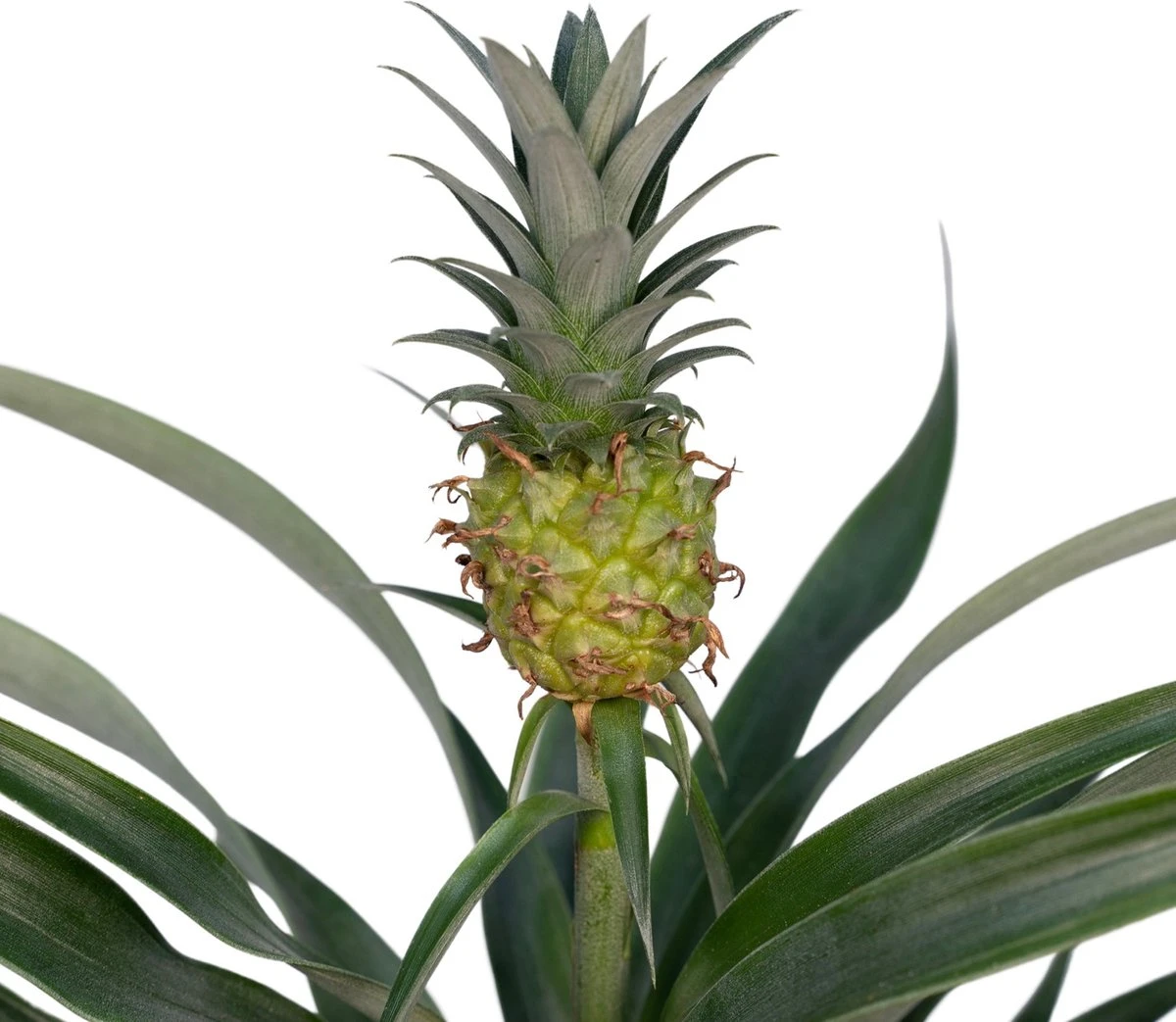 Bromelia - Ananasplant - 30cm - Afbeelding 2