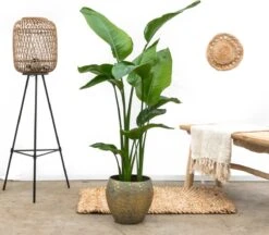 Strelitzia Nicolai - 120cm