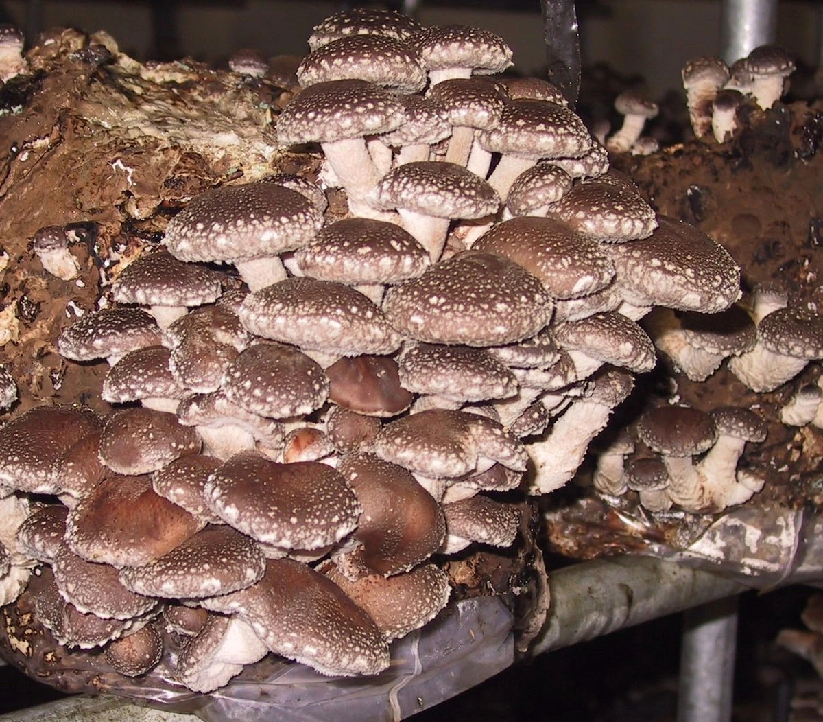 ToshiFarm Broed Voor Shiitake - 50 Gram - Zelf Shiitake Kweken - Broed Voor Shiitake Kweekset - Paddenstoel Sporen - Afbeelding 4