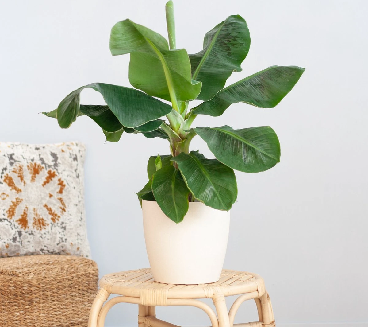 Musa Dwarf Cavendish - Bananenplant - P21