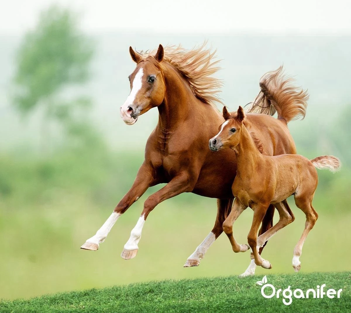 Kalk Korrel Meststof Verrijkt Met Magnesium (5Kg - Voor 100m2) Voor Dieper Bladgroen (+PH) Speciaal Voor Gazon, Perken, Moestuin En Openbaar Groen - Organifer - Afbeelding 7