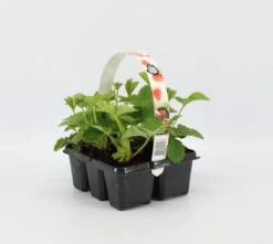 Aardbeien Sixpack - Fragaria Ananassa 'Korona' - Set Van 1 Aarbeien Sickpacks - Hoogte 20 / 30 Cm