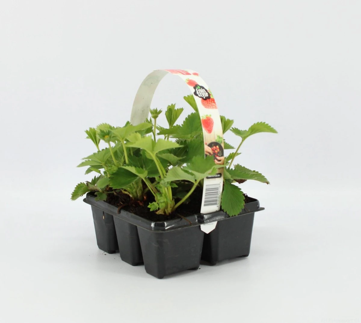 Aardbeien Sixpack - Fragaria Ananassa 'Korona' - Set Van 1 Aarbeien Sickpacks - Hoogte 20 / 30 Cm