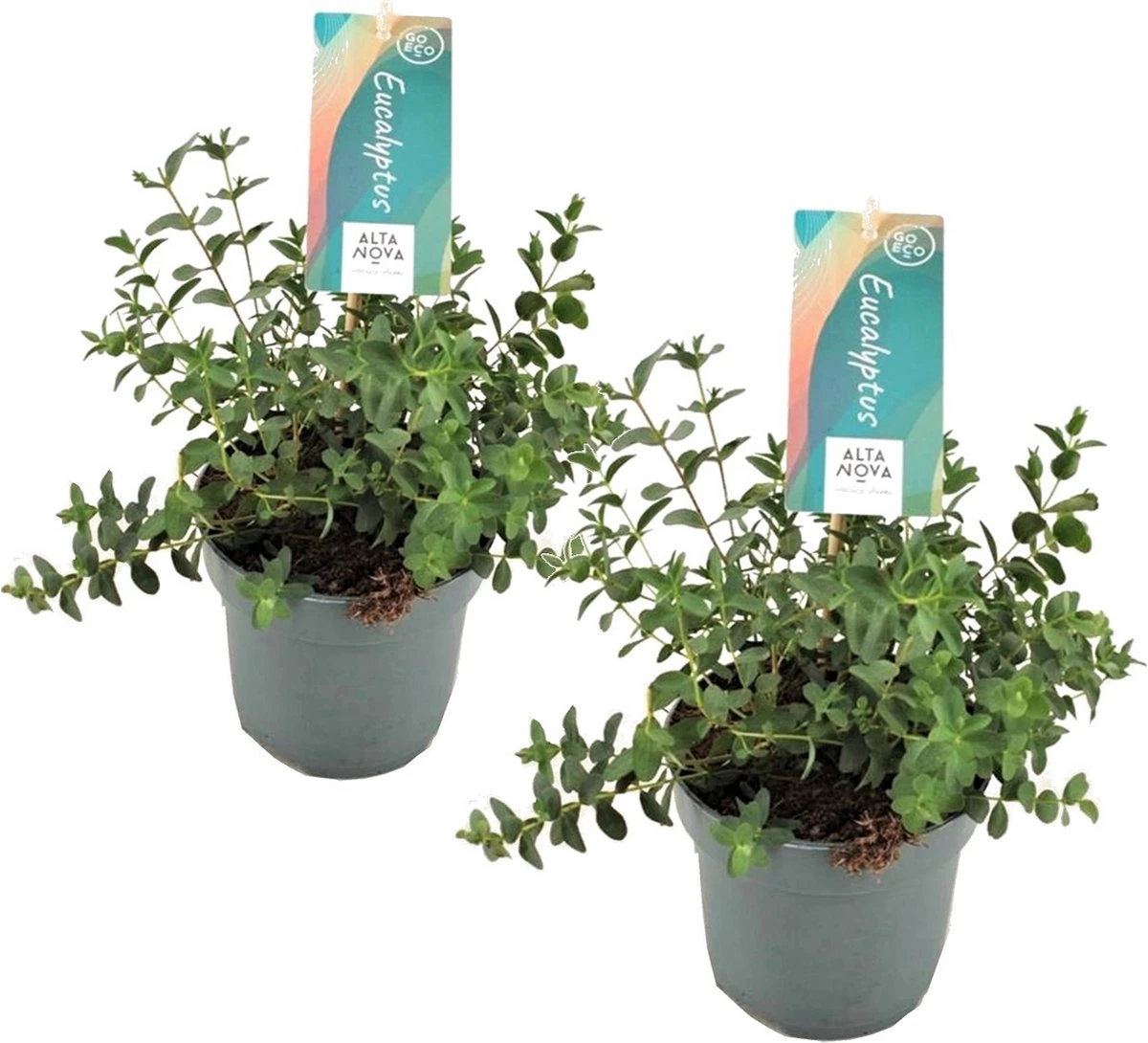Plant In A Box - Eucalyptus Pulverulenta 'Baby Blue' - Set Van 2 - Pot 13cm - Hoogte 25-40cm - Afbeelding 13