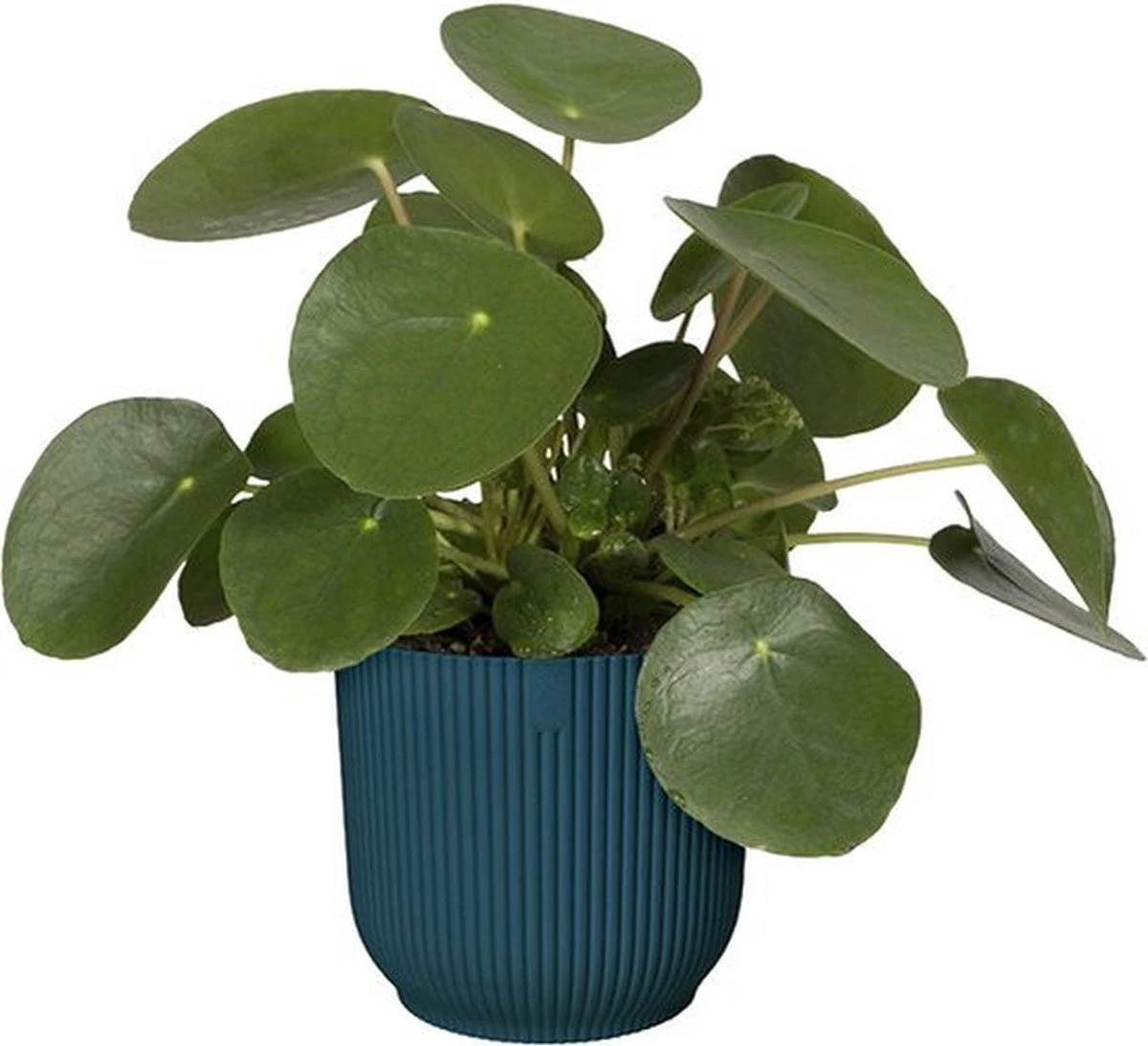 Elho Vibes Fold Rond 22 - Bloempot Voor Binnen - Ø 22.0 X H 20.2 Cm - Diepblauw - Afbeelding 5