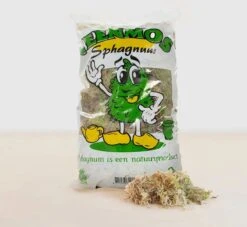 Sphagnum Mos Levend
