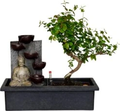 ZynesFlora - Bonsai Met Waterval - Ø 27 Cm - Hoogte: 25-30 Cm - Kamerplant In Pot