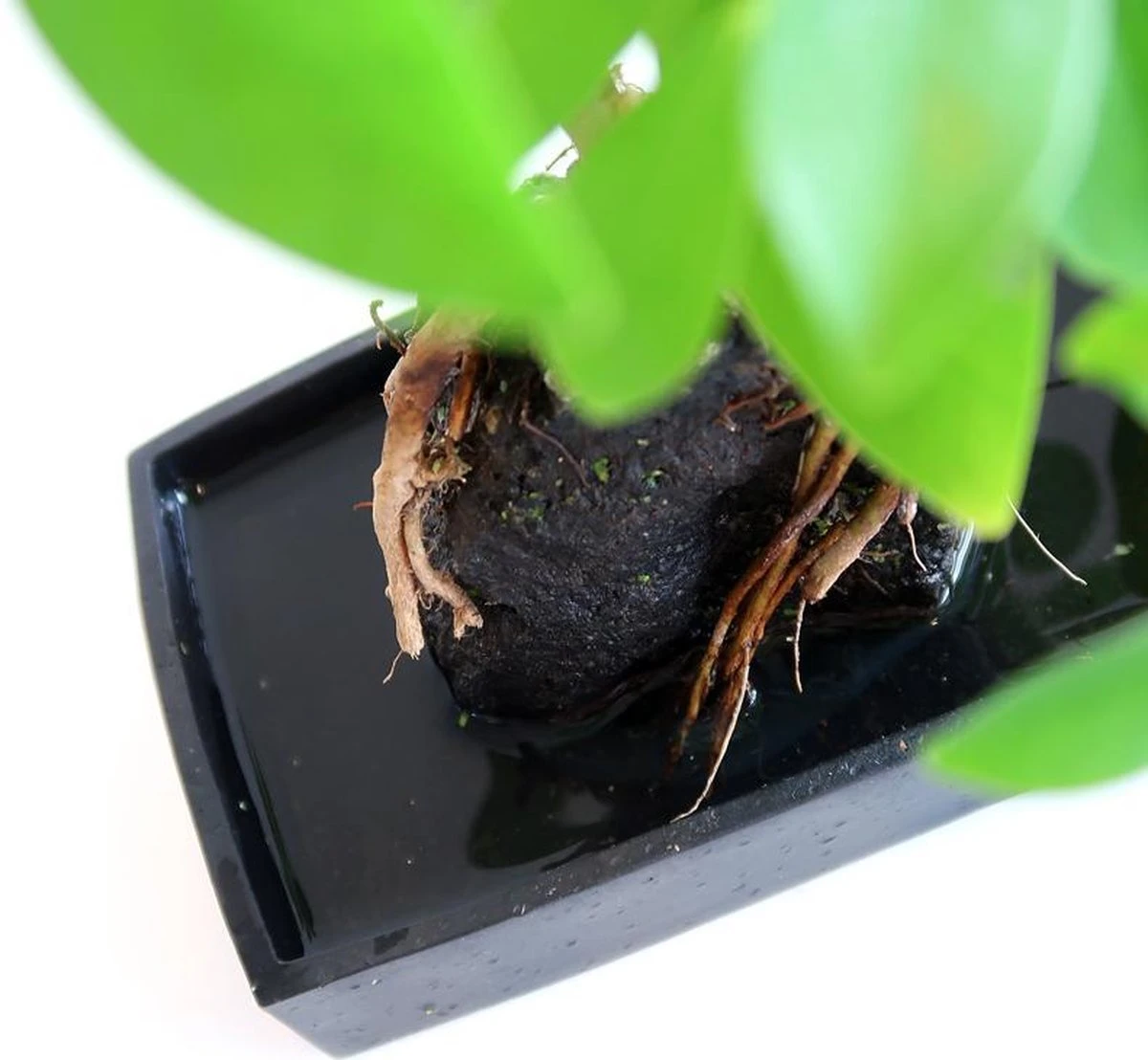 Schefflera Op Lava Steen | Planten | Bloompost - Afbeelding 3