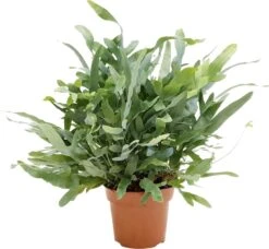 Plant In A Box - Phlebodium Aureum 'Blue Star' - Gemakkelijk Te Verzorgen Blauwvaren - Pot 17cm - Hoogte 40-50cm