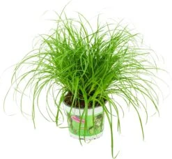 Merkloos ZynesFlora - Cyperus - Kattengras - Ø 12 Cm - Hoogte: 25-30 Cm - Kamerplant