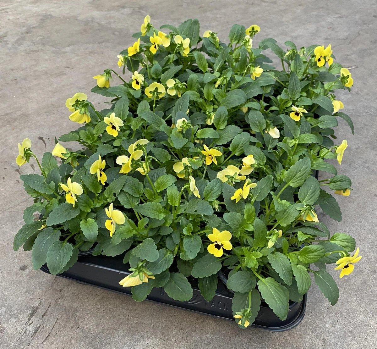 Merkloos Viooltje Grootbloemig Mix 12 Stuks - Afbeelding 5