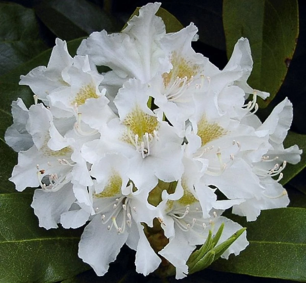 Rhododendron Box - 40 Stuks - Wit - 40/60 Cm Hoog - Incl. 8 Zakken Tuinturf 50L - Rhododendron 'cunningham's White' - - Afbeelding 3