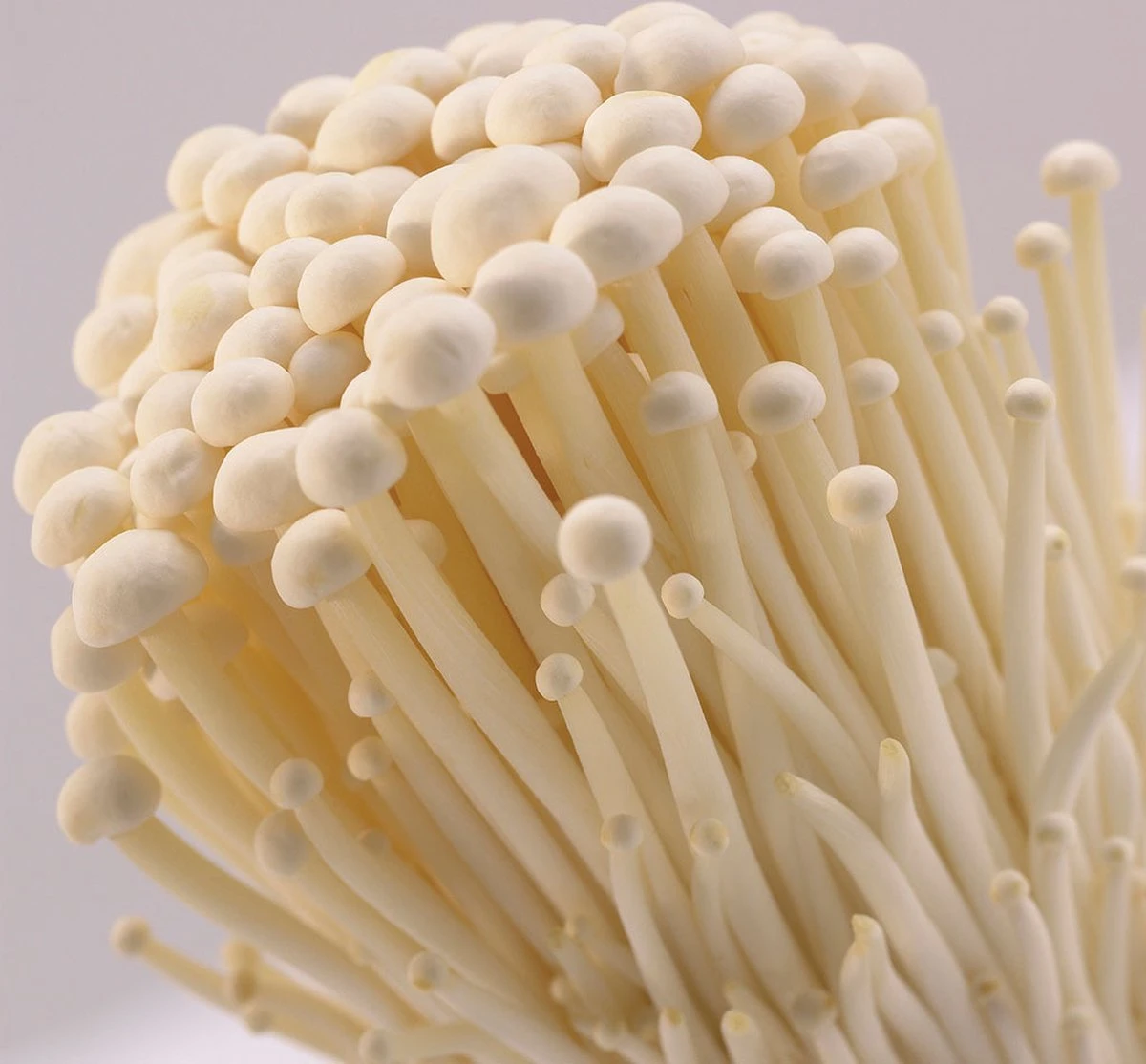 ToshiFarm Broed Voor Enoki - 50 Gram - Zelf Enoki Kweken - Broed Voor Fluweelpootje - Paddenstoel Sporen - Eco Cadeau - Afbeelding 2