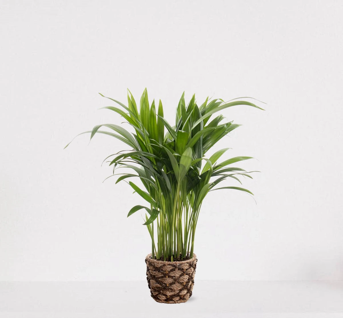 Areca In Siermand Guusje Naturel – Luchtzuiverende Kamerplant – Eenvoudig Te Onderhouden Goudpalm - ↕35-50cm - Ø13 – Geleverd Met Plantenpot – Vers Uit De Kwekerij