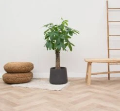 Pachira Aquatica XL - Wout - 130 Cm