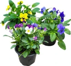 Merkloos Viooltje Grootbloemig Mix 12 Stuks