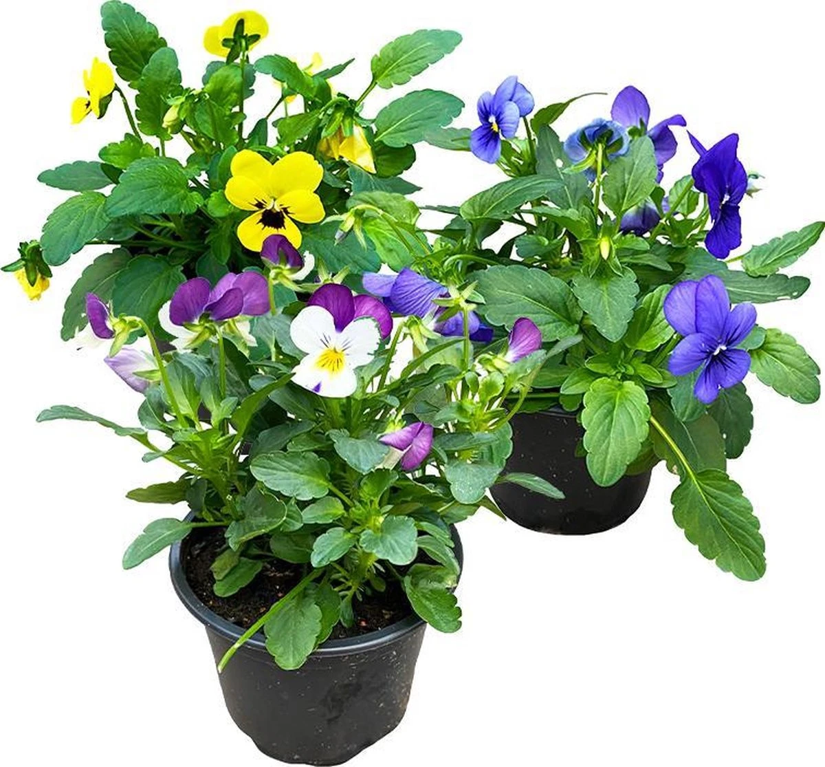 Merkloos Viooltje Grootbloemig Mix 12 Stuks