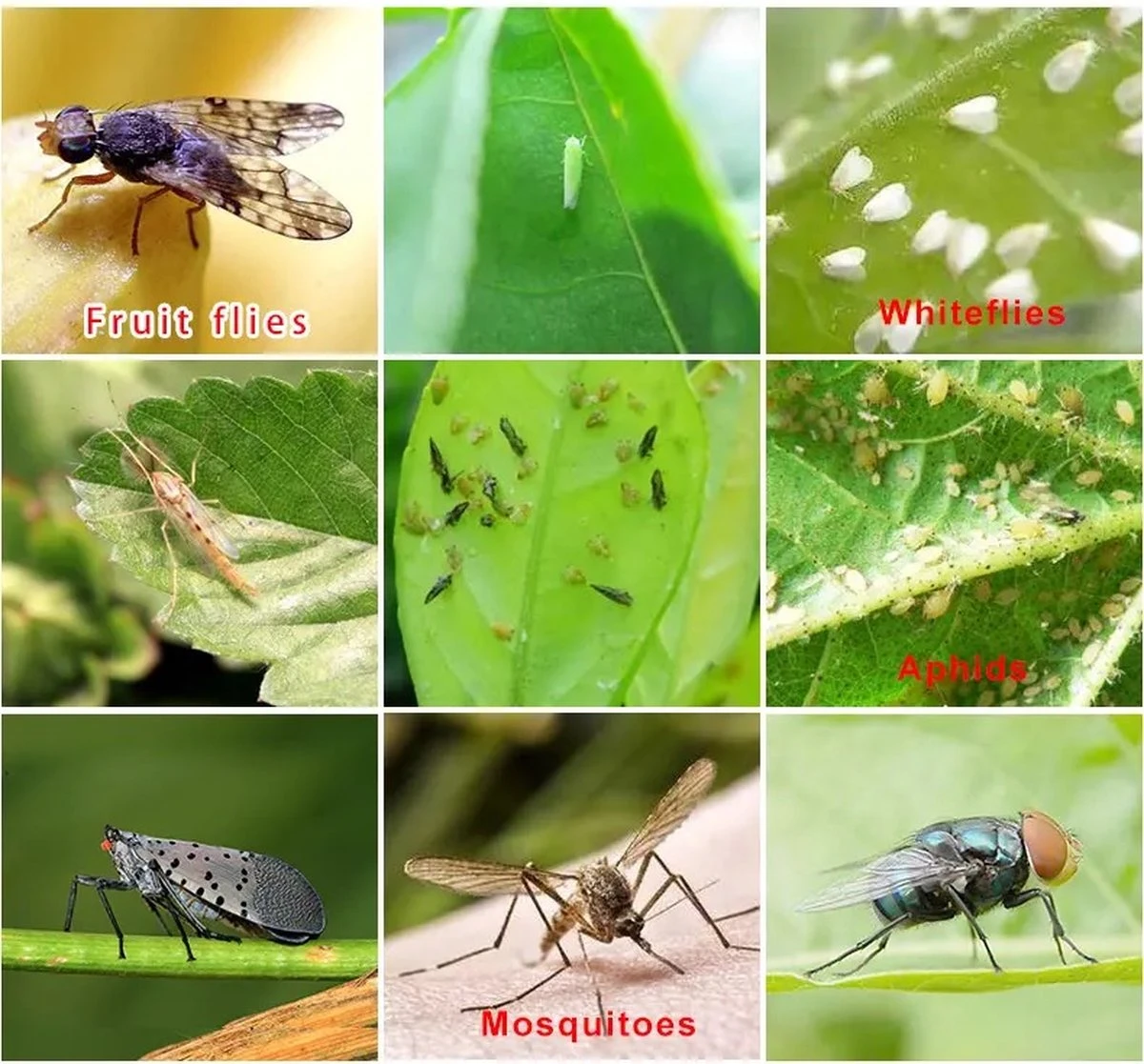 Merkloos Rouwvliegjes Bestrijden - Fruitvliegjes Vanger - Varenrouwmug Bestrijden - Vliegenvanger - Plak Klavertjes Tegen Rouwvliegen - Vangplaten - 12 Stuks