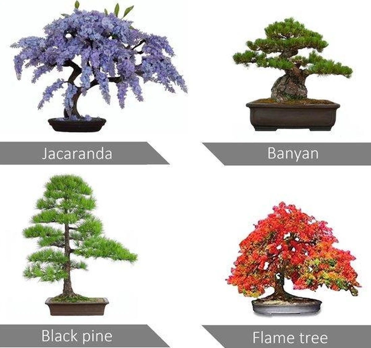 Bonsai Starters Kit - Bonsai Boompje - 5 Delige Set - 4 Soorten Zaden - Incl. E-book & Schaartje - Afbeelding 3