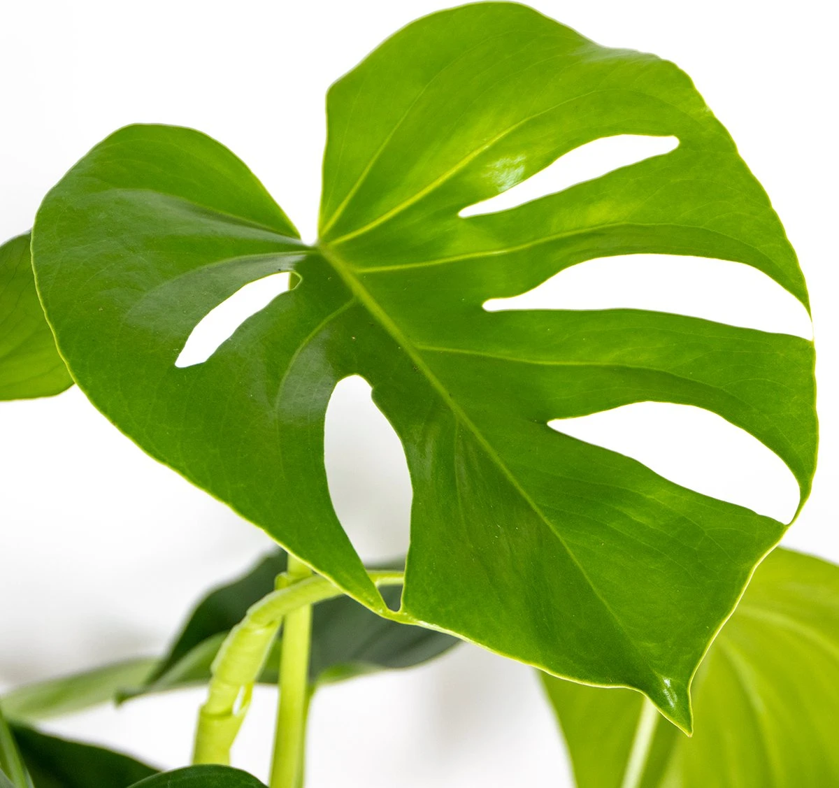 Monstera Deliciosa - Gatenplant - Kamerplant - Luchtzuiverend - ⌀21 Cm - 70-80 Cm - Afbeelding 3