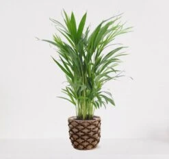 Areca In Siermand Guusje Naturel – Luchtzuiverende Kamerplant – Eenvoudig Te Onderhouden Goudpalm - ↕55-70cm - Ø18 – Geleverd Met Plantenpot – Vers Uit De Kwekerij