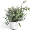 Eucalyptus - 45cm - Ø17