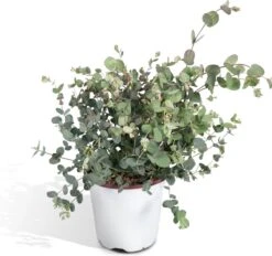 Eucalyptus - 45cm - Ø17