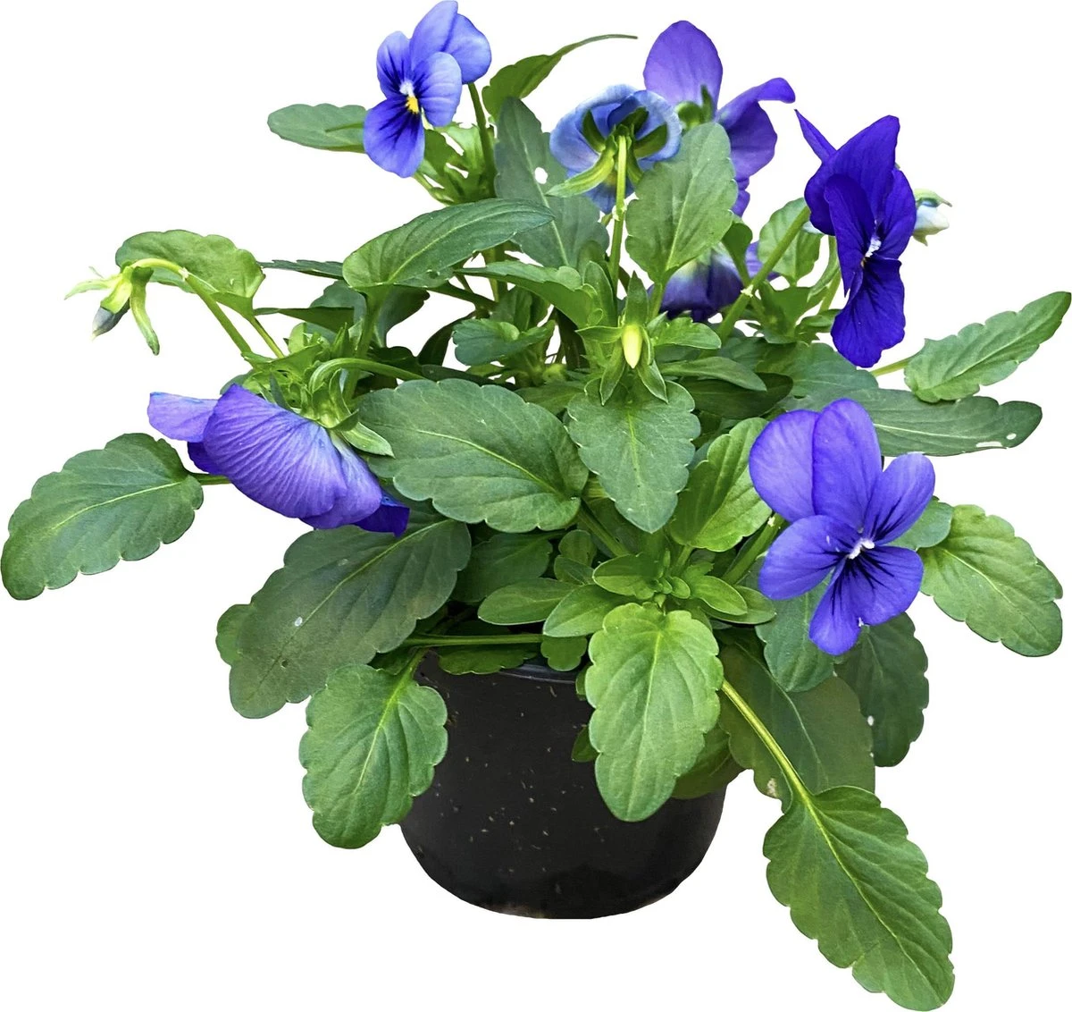 Merkloos Viooltje Grootbloemig Mix 12 Stuks - Afbeelding 6