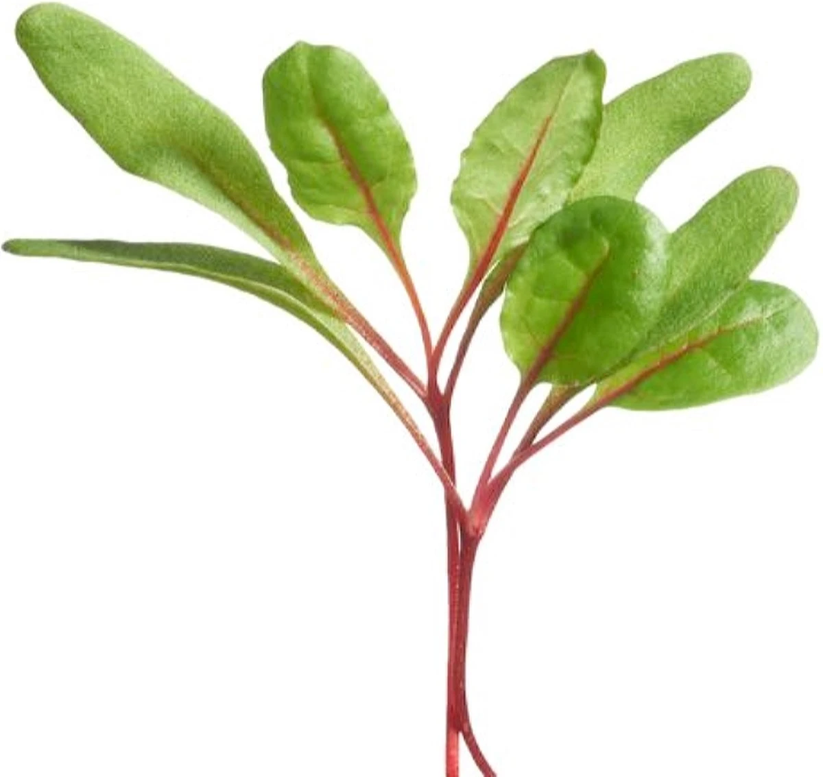 Buzzy® Microgreens, Snijbiet Regenboogmengsel - Afbeelding 3