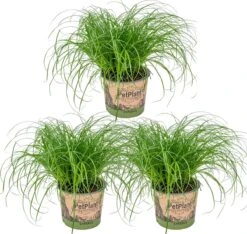 3x Cyperus 'Zumula' - Kattengras - Kamerplant - Huisdiervriendelijk - ⌀12 Cm - 20-25 Cm