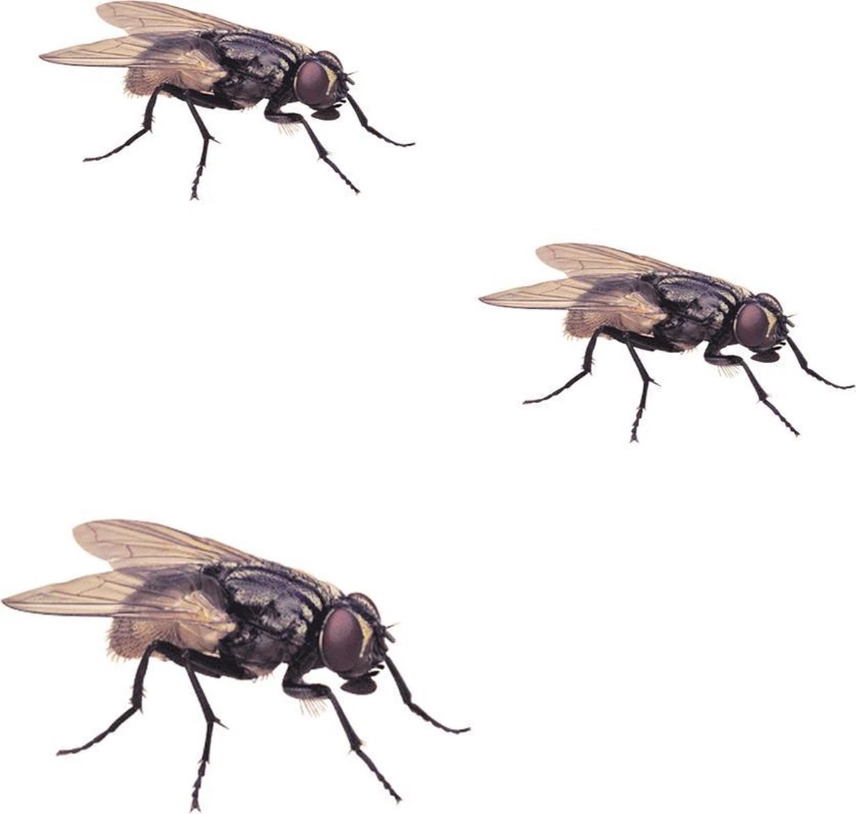 HGX Vliegenvanger - 4 Stuks - Bevat Geen Giftige Stoffen - Zeer Sterke Kleefband - Geurloos - Afbeelding 4