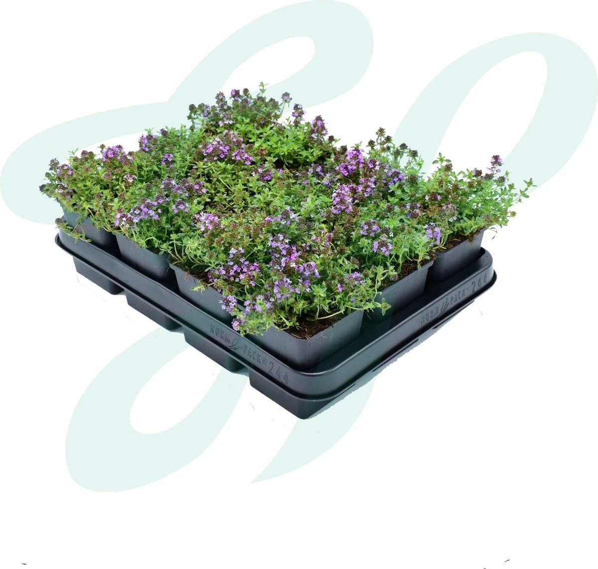 GP 12 X Kruipend Tijm / Kruiptijm - Winterharde Tuinplanten - Thymus Praecox 'Purple Beauty' In 9x9cm Pot Met Hoogte 5-10cm - Afbeelding 5